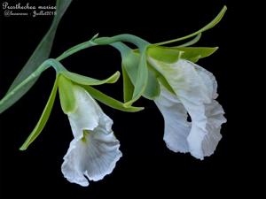 Prosthechea mariae