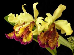 Cattleya dowiana var. aurea