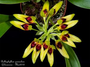 Bulbophyllum graveolens