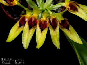 Bulbophyllum graveolens