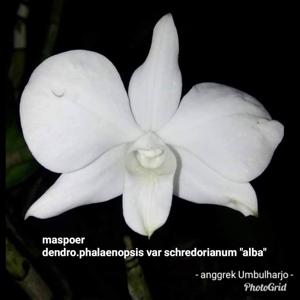 Dendrobium bigibbum var. schroederianum