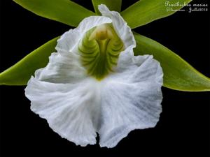 Prosthechea mariae