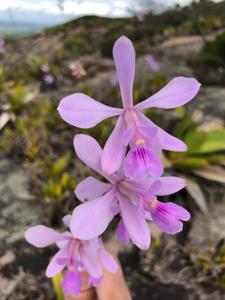 Encyclia jenischiana