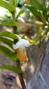 Dendrobium ellipsophyllum