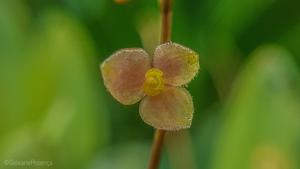 Stelis argentata