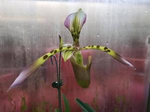 Paphiopedilum haynaldianum