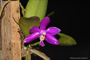 Phalaenopsis pulchra