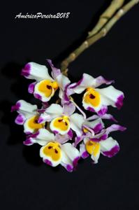 Dendrobium wardianum