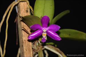 Phalaenopsis pulchra