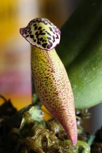Bulbophyllum scotinochiton