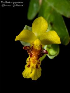 Lockhartia goyazensis