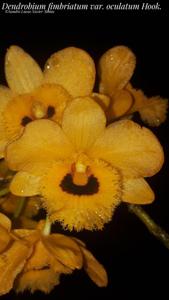 Dendrobium fimbriatum