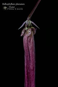 Bulbophyllum plumatum