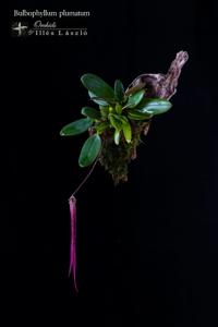 Bulbophyllum plumatum