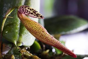 Bulbophyllum scotinochiton