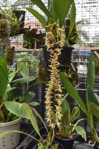 Coelogyne pulverula