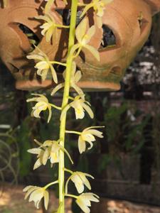 Cymbidium aloifolium