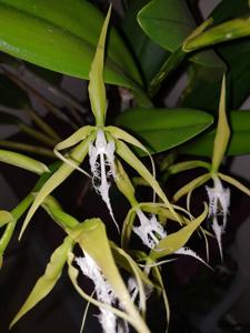 Epidendrum ciliare