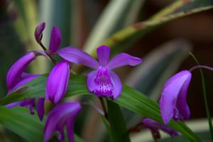 Bletilla striata