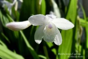 Bletilla striata