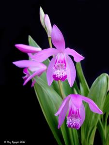 Bletilla striata