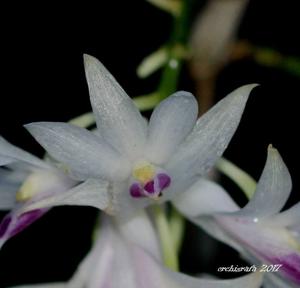 Dendrobium amethystoglossum