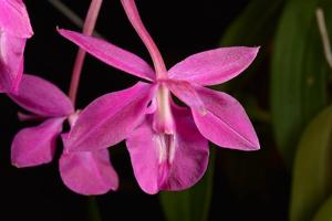 Barkeria scandens