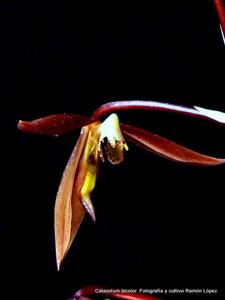 Catasetum bicolor