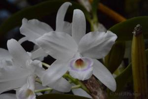 Guarianthe skinneri