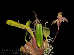 Bulbophyllum medioximum