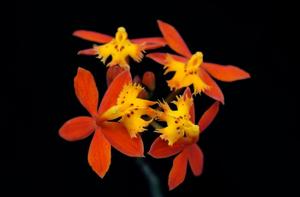 Epidendrum radicans