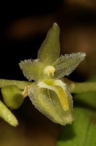 Bulbophyllum candidum