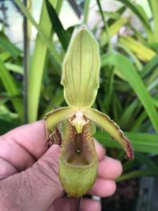 Phragmipedium lindleyanum