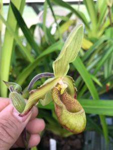 Phragmipedium lindleyanum