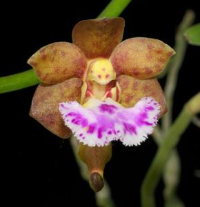 Vanda flabellata