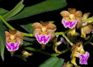 Vanda flabellata