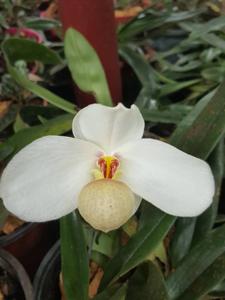 Paphiopedilum emersonii