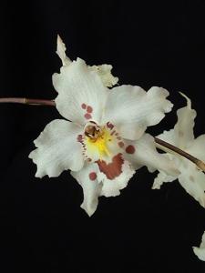 Oncidium alexandrae