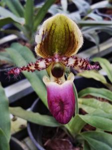 Paphiopedilum liemianum