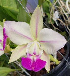 Cattleya walkeriana