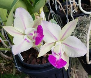 Cattleya walkeriana