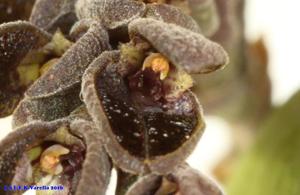 Acianthera saurocephala