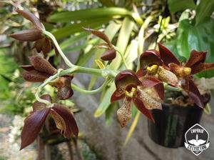 Catasetum cernuum