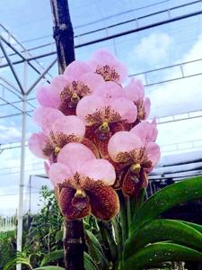 Vanda sanderiana