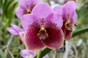 Vanda sanderiana