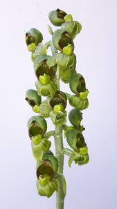 Catasetum sanguineum