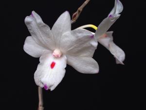 Dendrobium annae