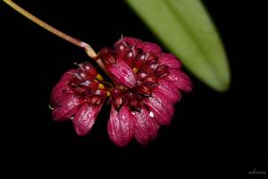 Bulbophyllum corolliferum