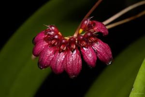 Bulbophyllum corolliferum