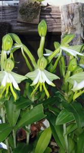 Bonatea speciosa